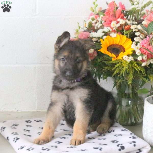 Reed, German Shepherd Puppy