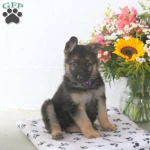 Reed, German Shepherd Puppy