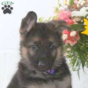 Reed, German Shepherd Puppy