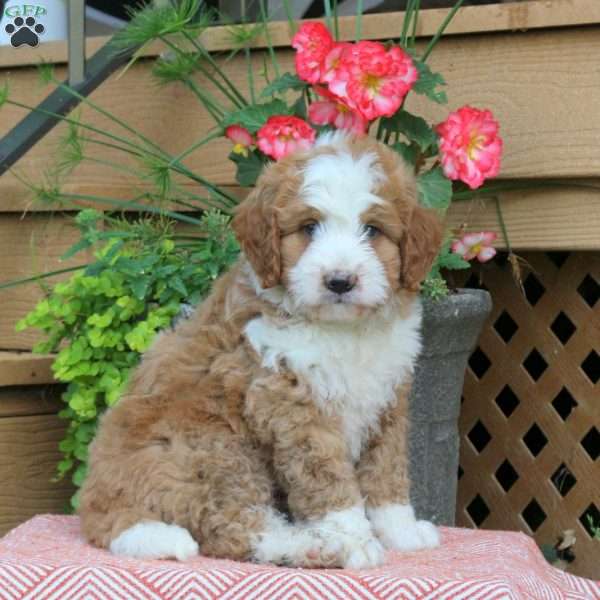 Reeses, Mini Bernedoodle Puppy