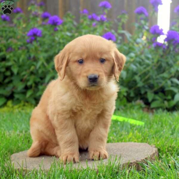 Reeses, Golden Retriever Puppy