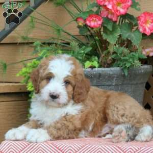 Reeses, Mini Bernedoodle Puppy