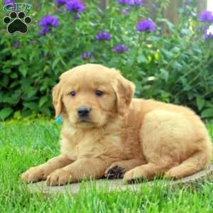 Reeses, Golden Retriever Puppy