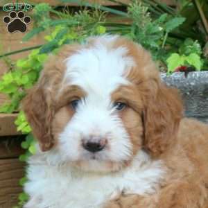 Reeses, Mini Bernedoodle Puppy