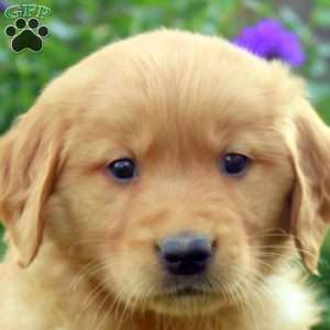 Reeses, Golden Retriever Puppy