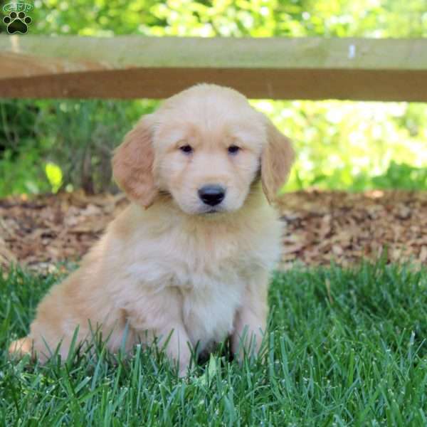 Regan, Golden Retriever Puppy