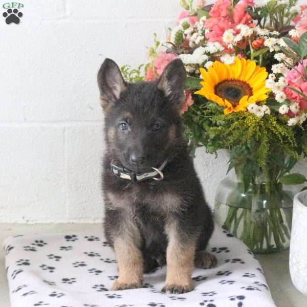 Reggie, German Shepherd Puppy