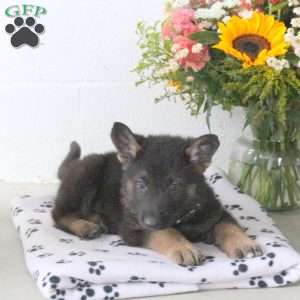 Reggie, German Shepherd Puppy