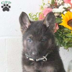 Reggie, German Shepherd Puppy