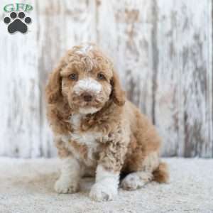 Regina, Mini Labradoodle Puppy