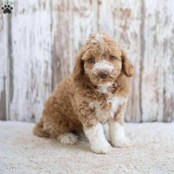 Regina, Mini Labradoodle Puppy