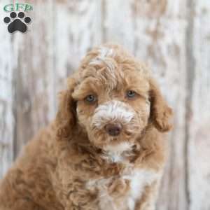 Regina, Mini Labradoodle Puppy