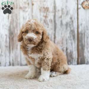Regina, Mini Labradoodle Puppy