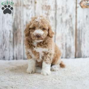 Regina, Mini Labradoodle Puppy