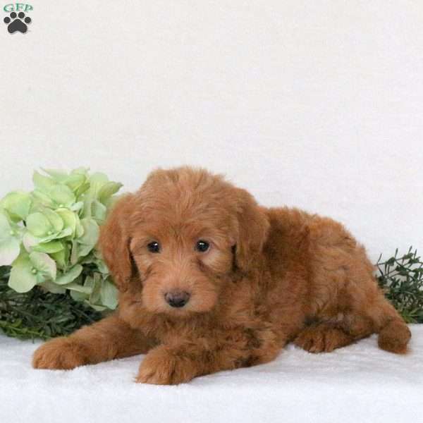 Renae, Mini Goldendoodle Puppy