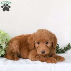 Renae, Mini Goldendoodle Puppy
