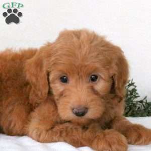 Renae, Mini Goldendoodle Puppy