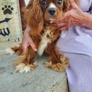SHELTON, Cavalier King Charles Spaniel Puppy