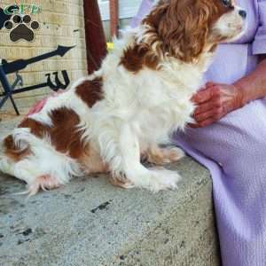 SHARLA, Cavalier King Charles Spaniel Puppy