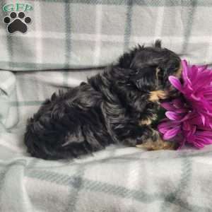 Ava, Yorkie Poo Puppy