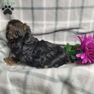 Abby, Yorkie Poo Puppy
