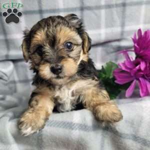 Abby, Yorkie Poo Puppy