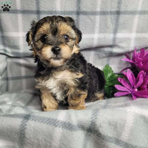 Abby, Yorkie Poo Puppy