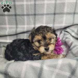 Abby, Yorkie Poo Puppy
