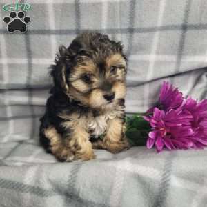 Abby, Yorkie Poo Puppy