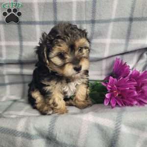 Abby, Yorkie Poo Puppy