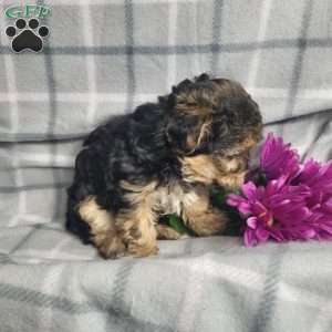 Abby, Yorkie Poo Puppy