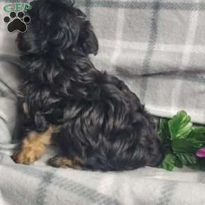 Ava, Yorkie Poo Puppy