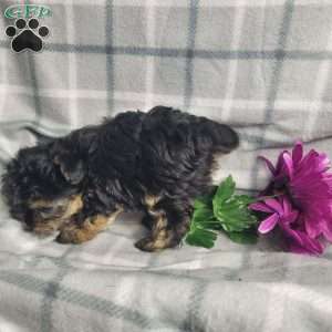 Ava, Yorkie Poo Puppy