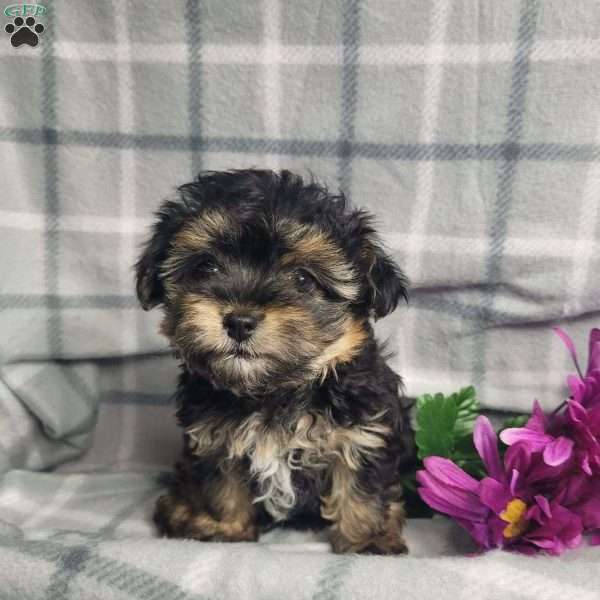 Ava, Yorkie Poo Puppy