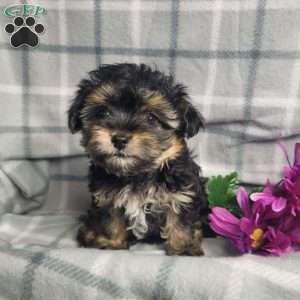 Ava, Yorkie Poo Puppy