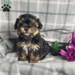 Ava, Yorkie Poo Puppy