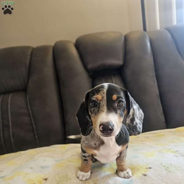 Mikey-Mini, Dachshund Puppy