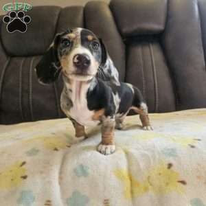 Mikey-Mini, Dachshund Puppy