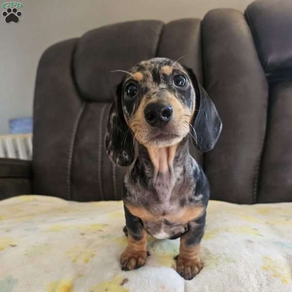 Pete-Mini, Dachshund Puppy