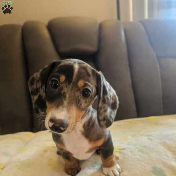 Toby-Mini, Dachshund Puppy