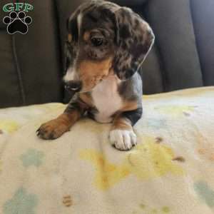 Toby-Mini, Dachshund Puppy