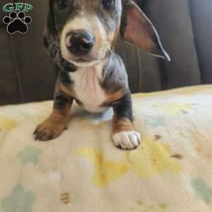 Toby-Mini, Dachshund Puppy
