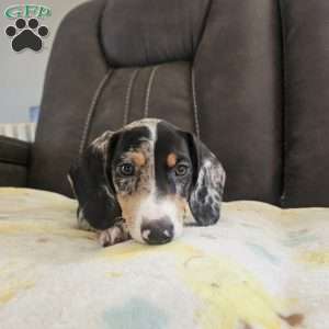 Mikey-Mini, Dachshund Puppy