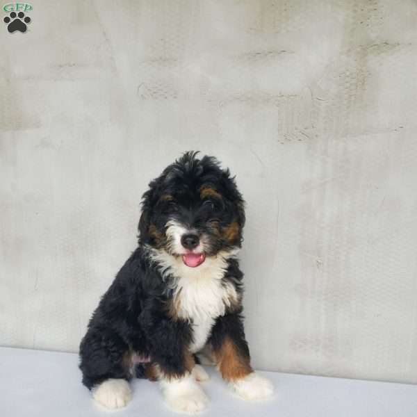 Tyler, Bernedoodle Puppy