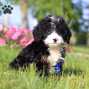 Rex, Mini Bernedoodle Puppy