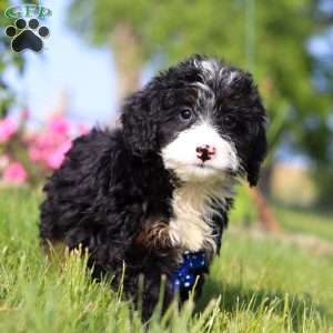Rex, Mini Bernedoodle Puppy