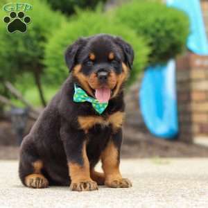 Rex, Rottweiler Puppy