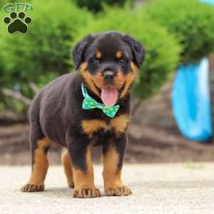 Rex, Rottweiler Puppy