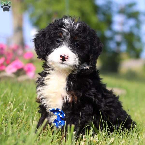 Rex, Mini Bernedoodle Puppy