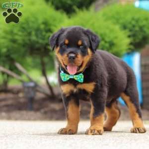 Rex, Rottweiler Puppy